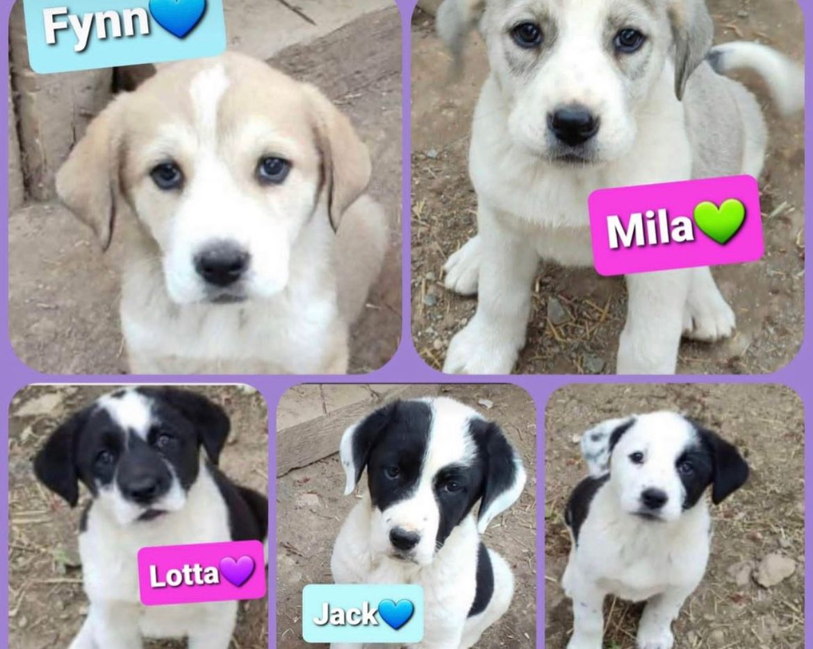 Read more about the article Fynn, Mila, Lotta, Jack und Juna