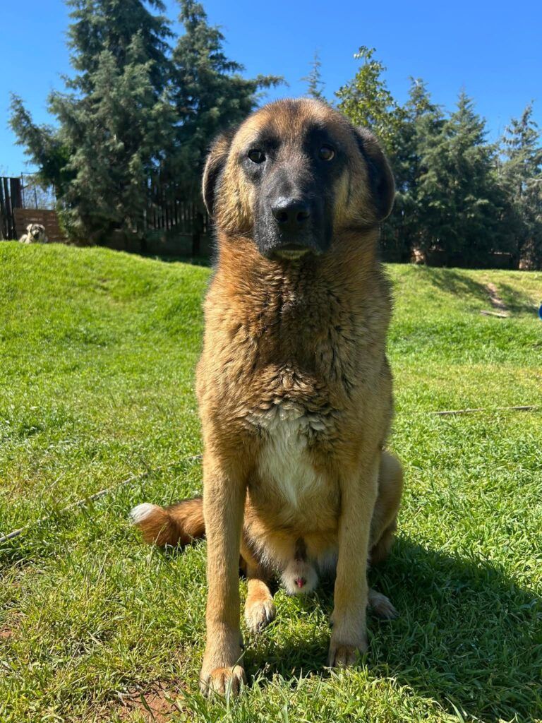 Tyson