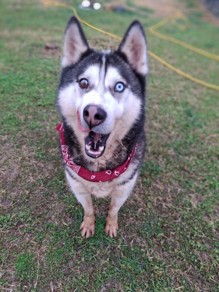 Duki