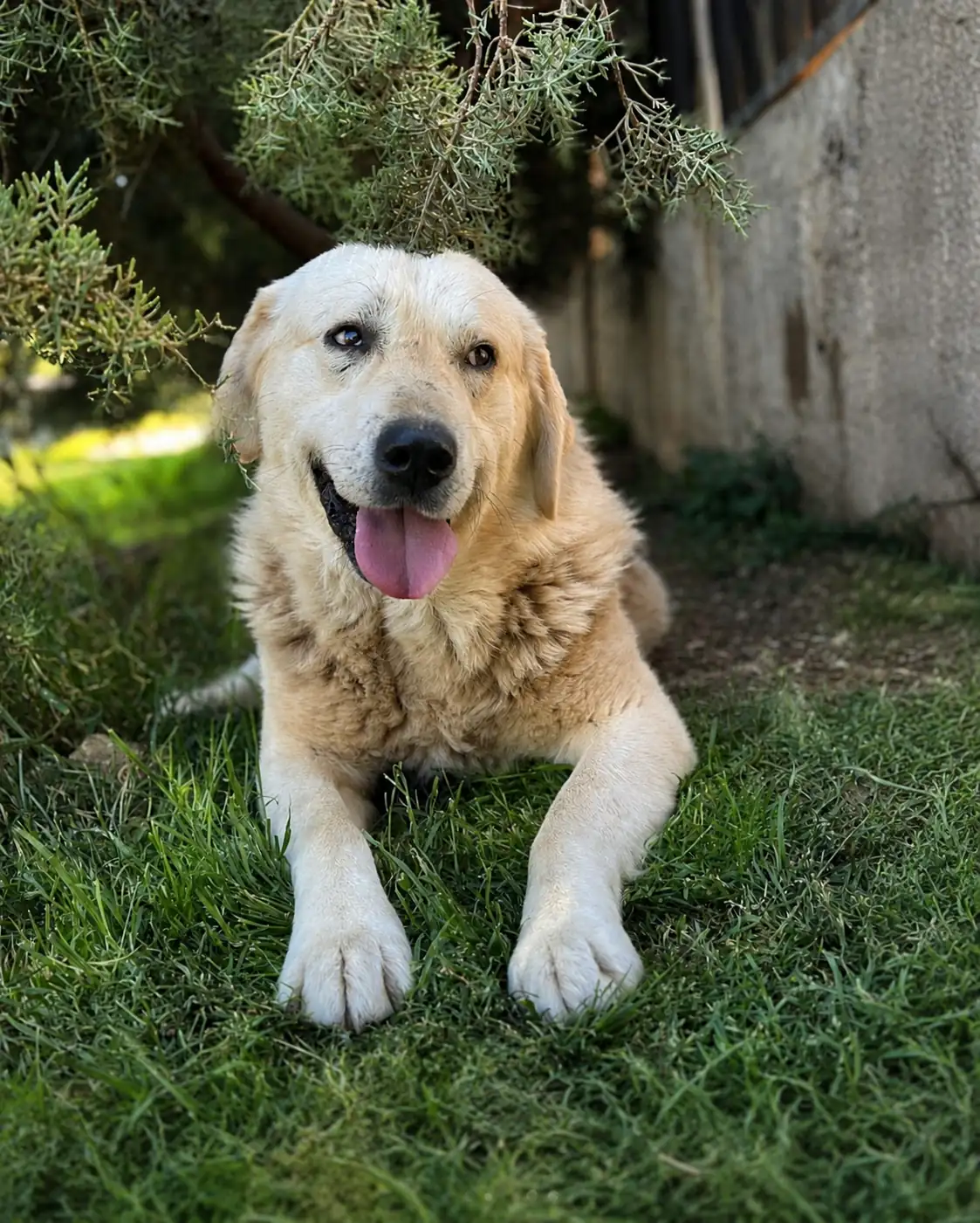Read more about the article Otis