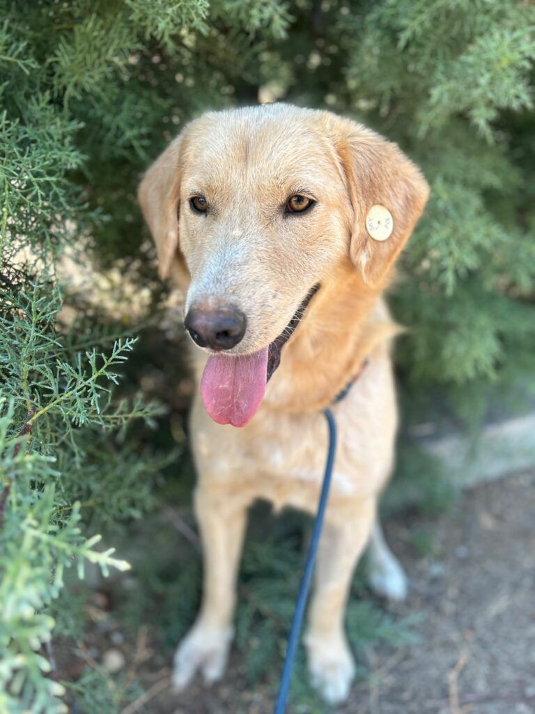 Marfi