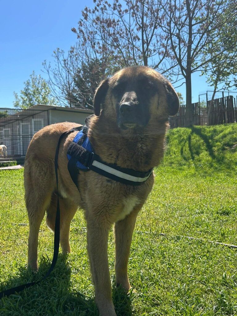 Tyson