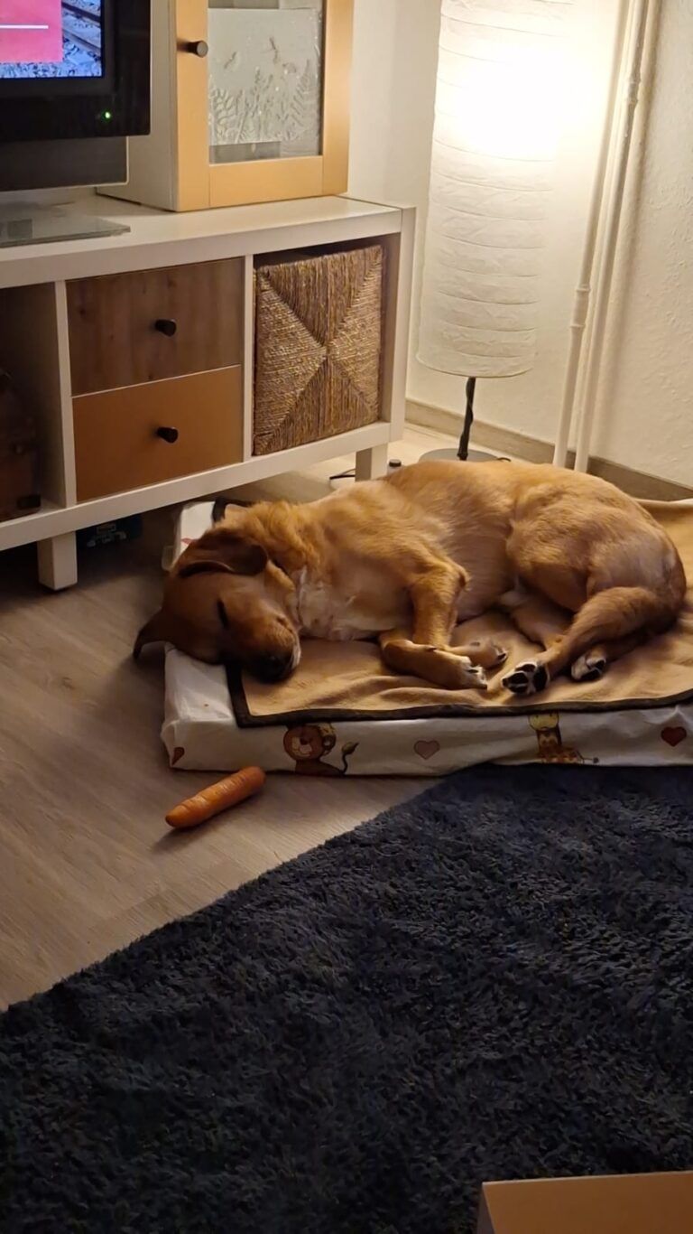 Ole (Notfellchen)