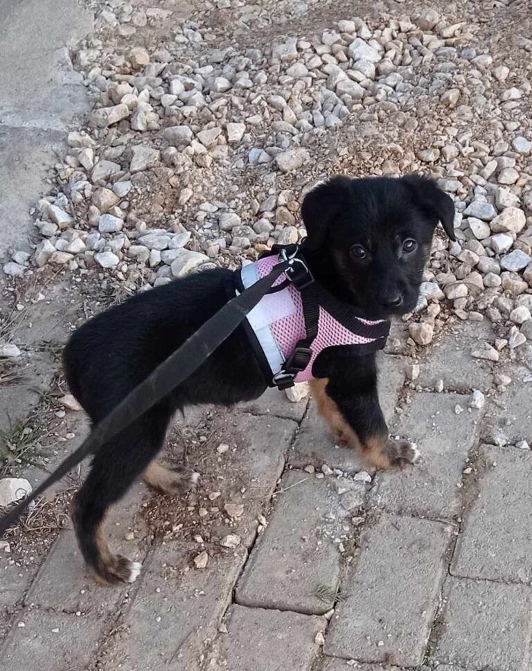 Kira