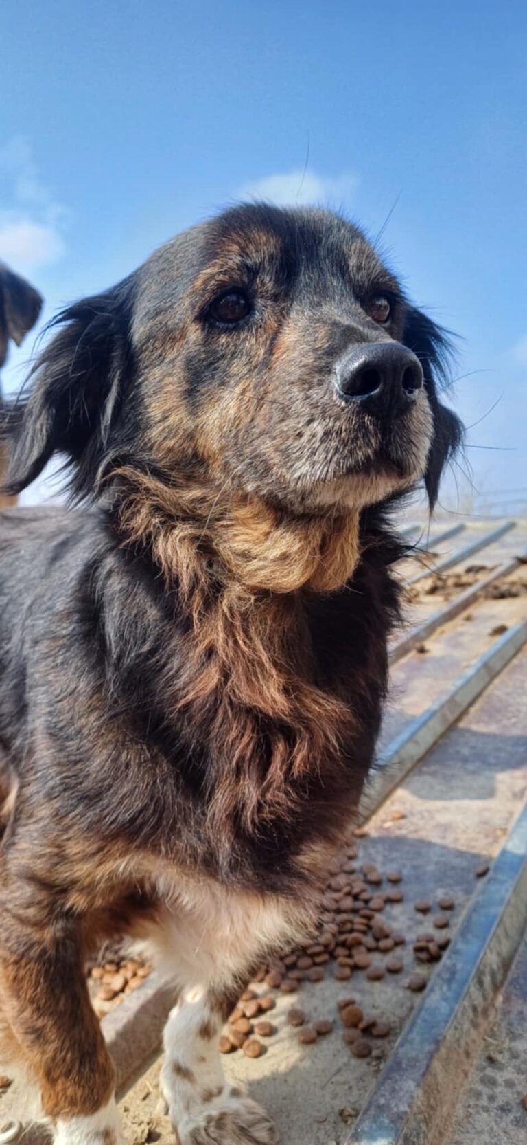 Bo