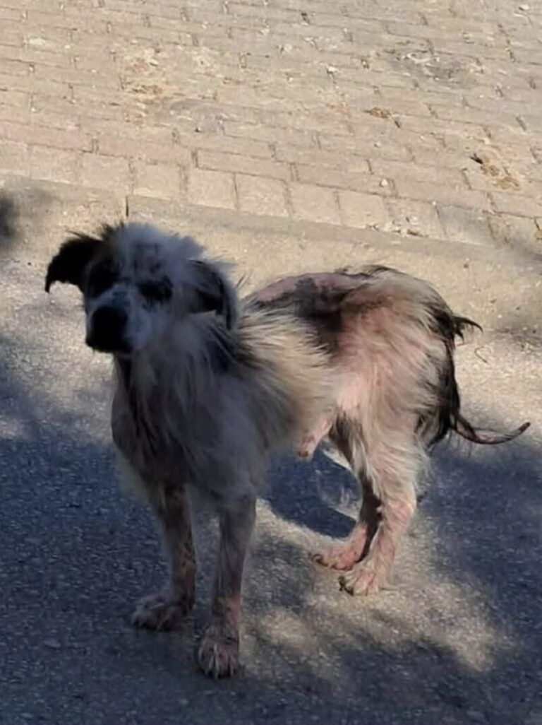 Oto
