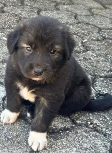 Benjie