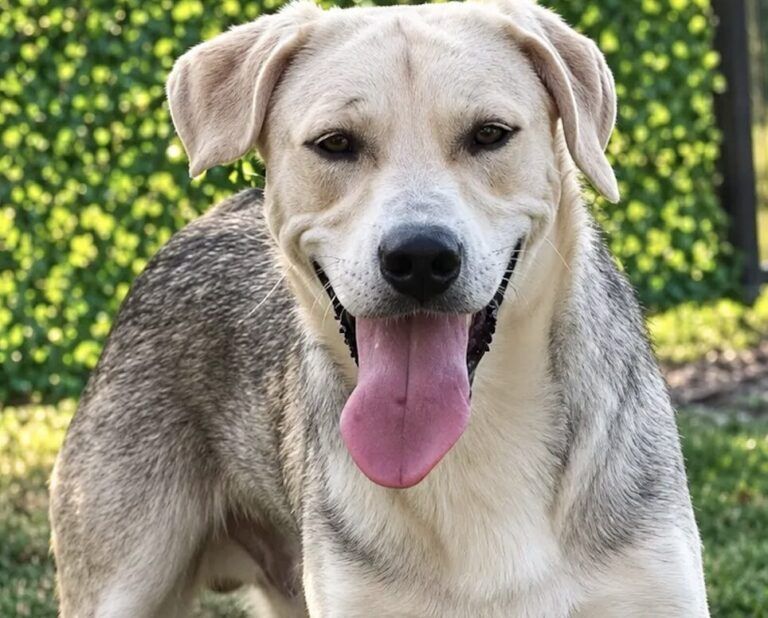 Merlin