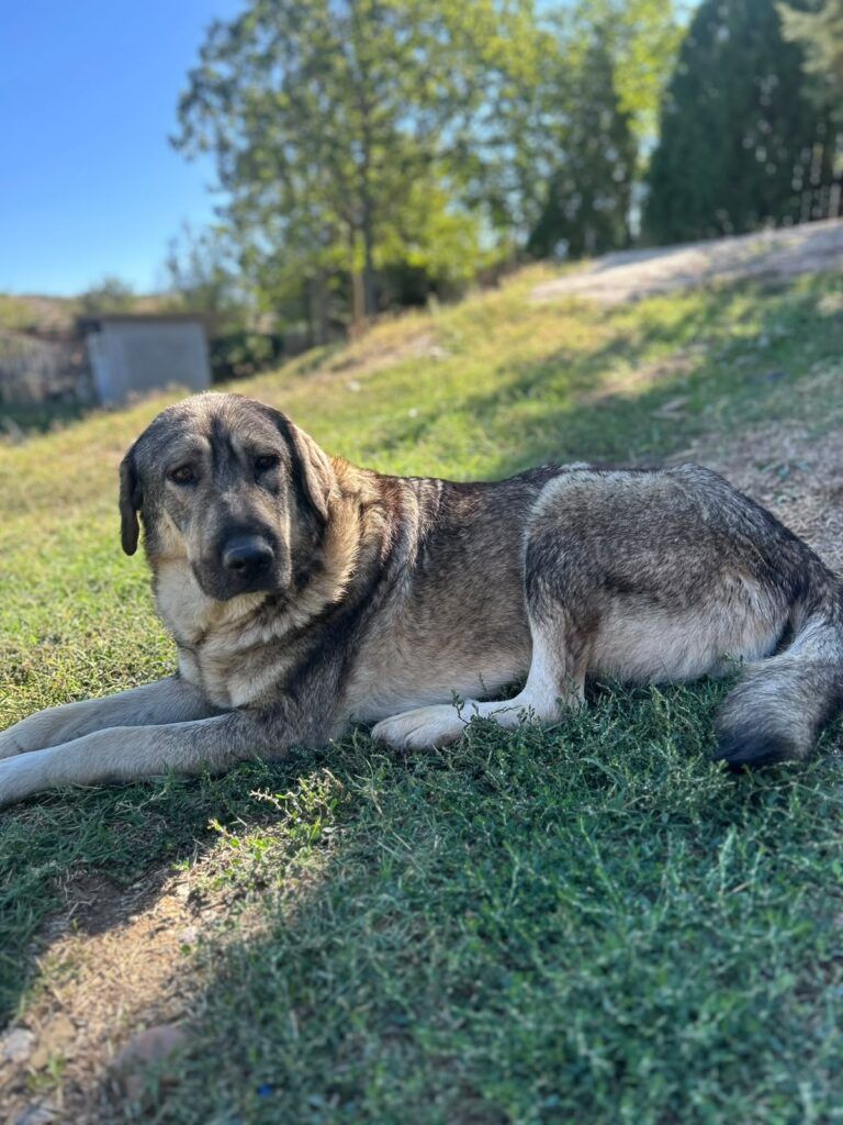 Bert