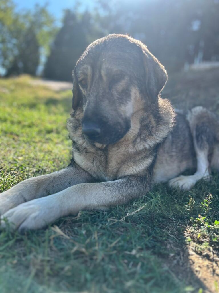 Bert