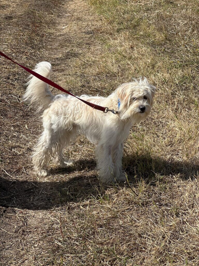 Tobi
