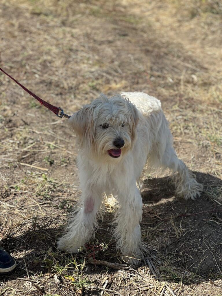 Tobi