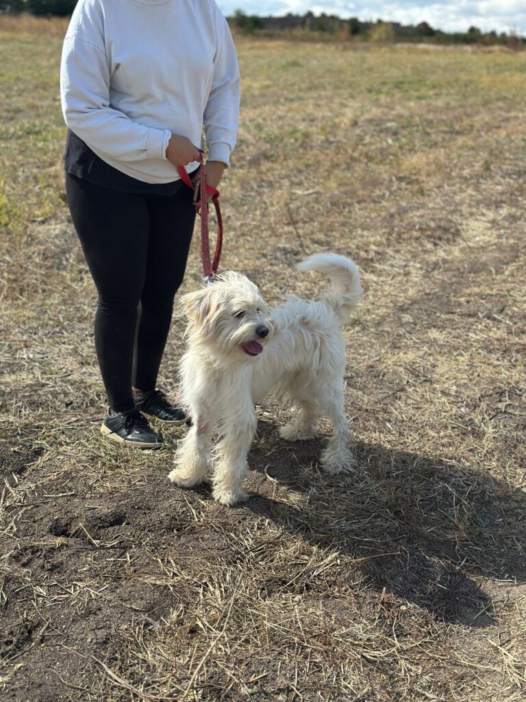 Tobi