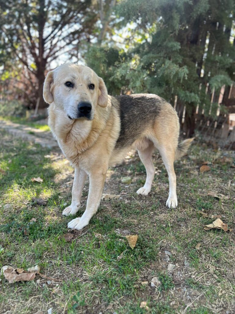 Otis