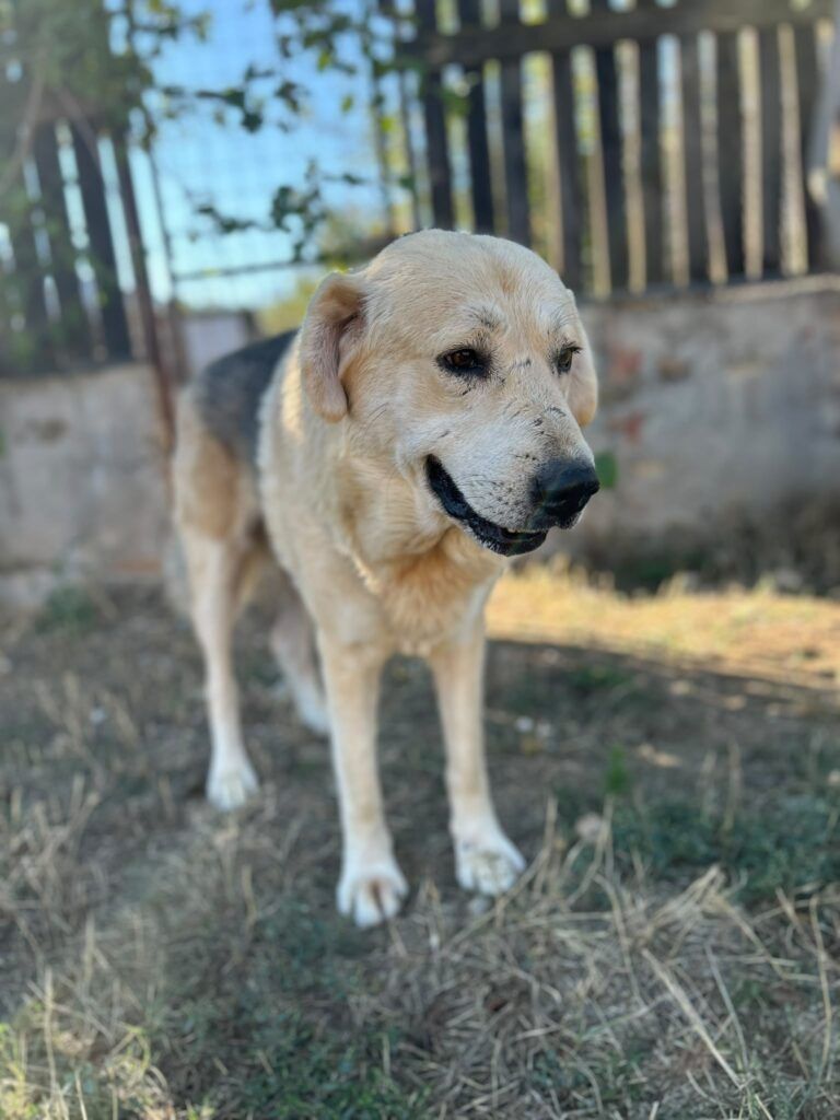 Otis