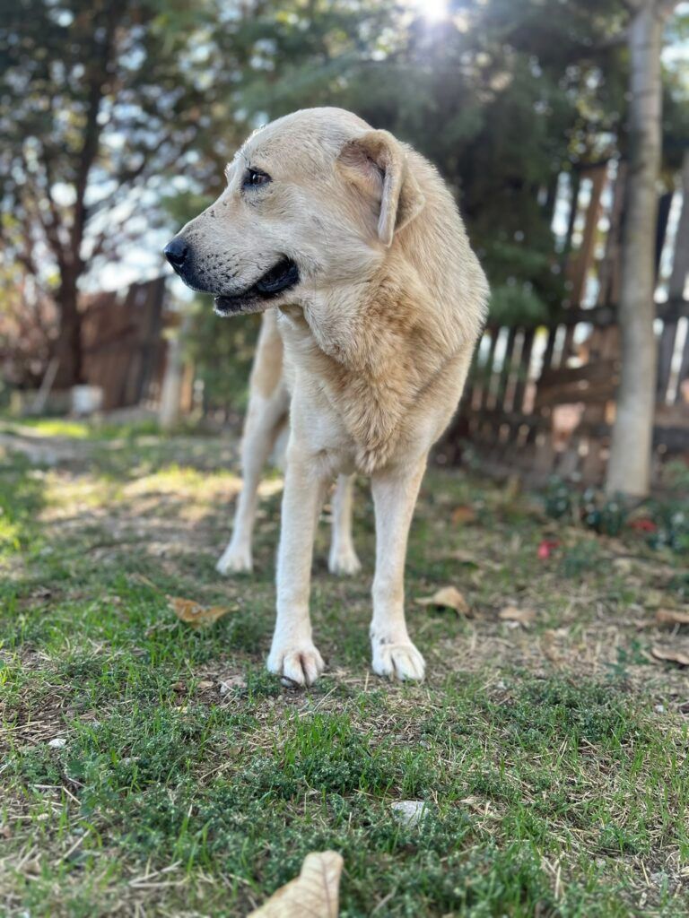 Otis