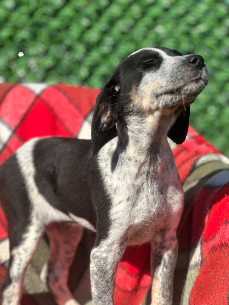 Cooper