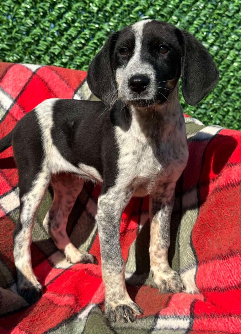 Cooper