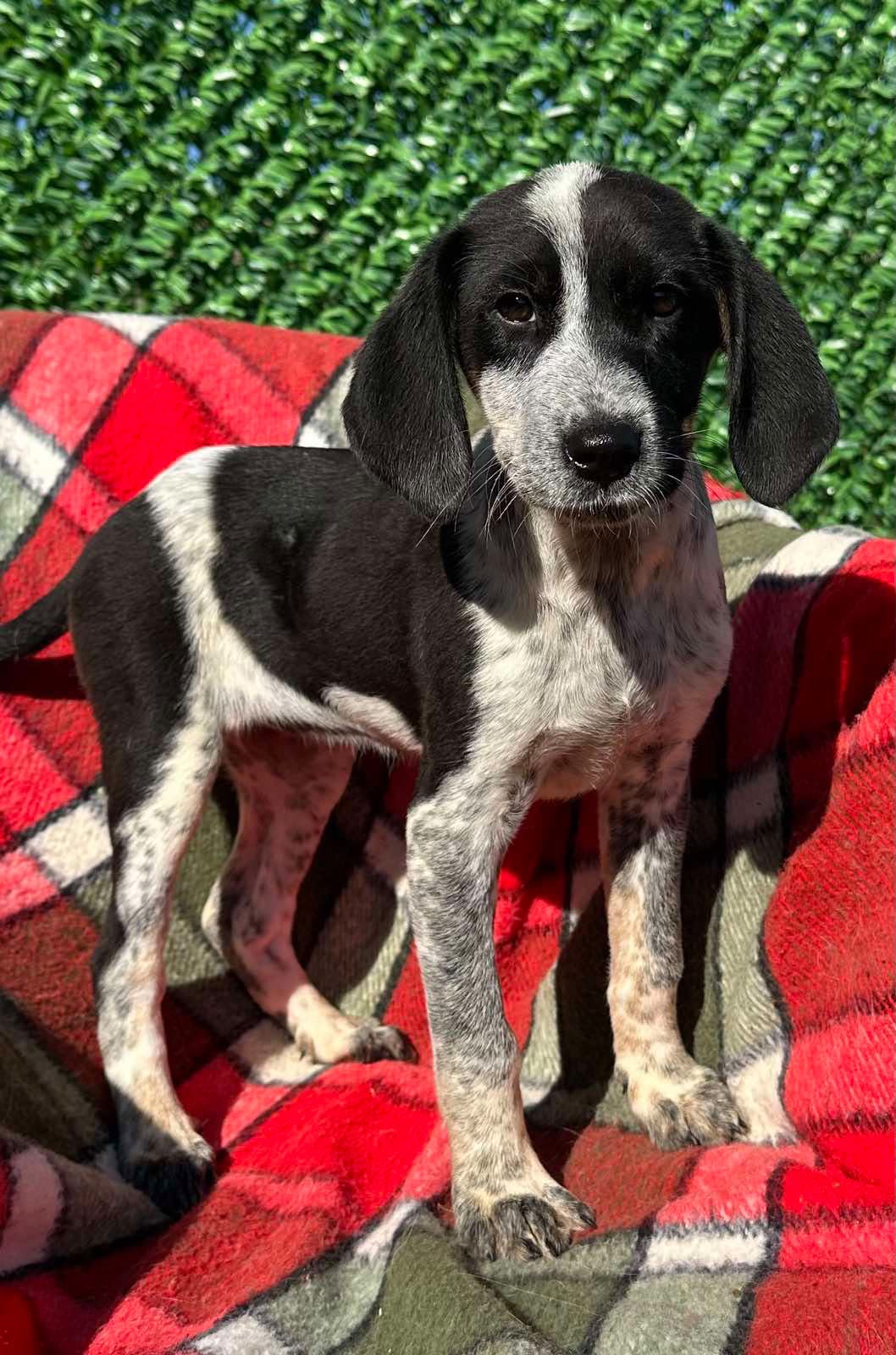 Read more about the article Cooper