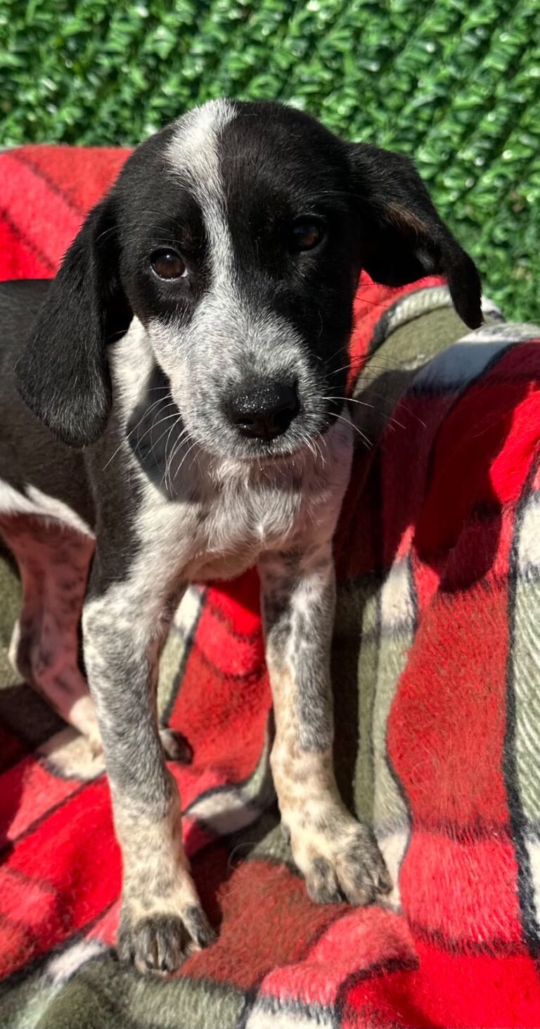 Cooper