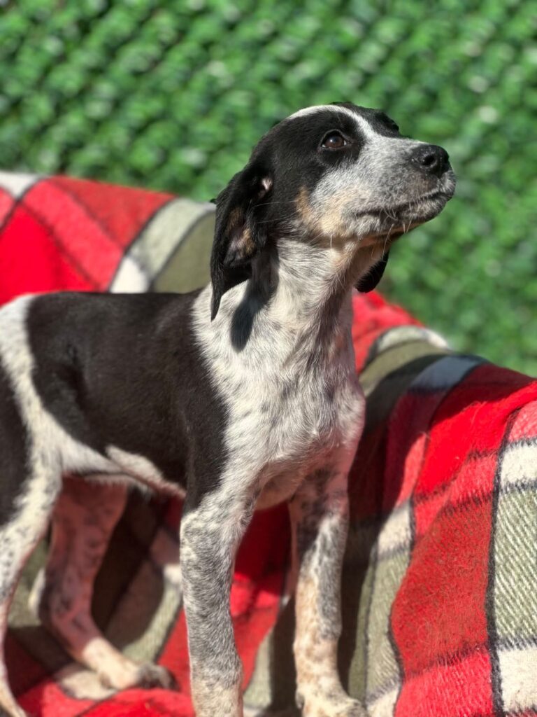 Cooper