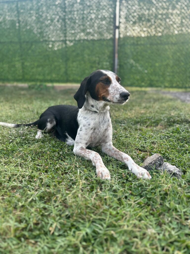 Lia
