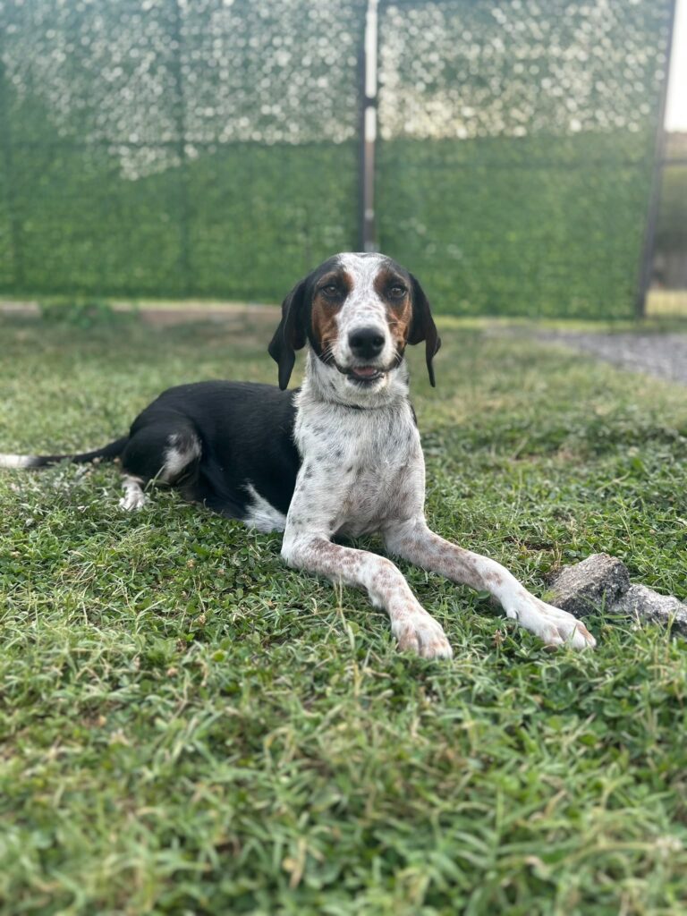 Lia