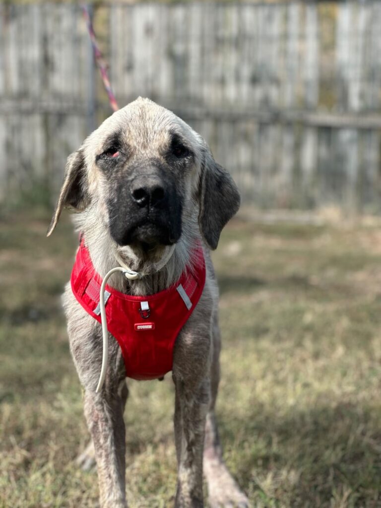 Hera