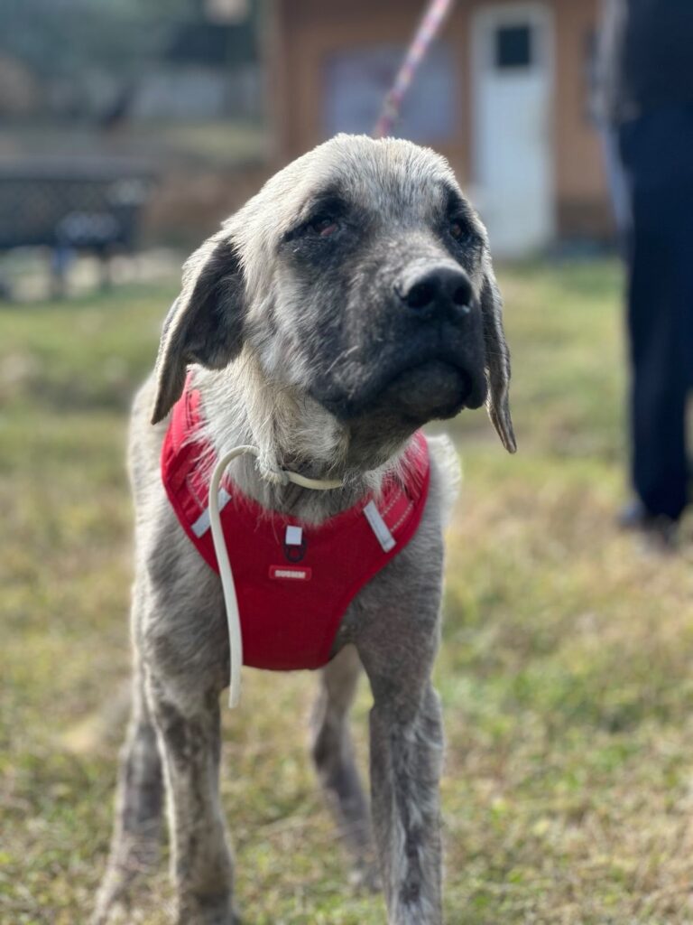 Hera