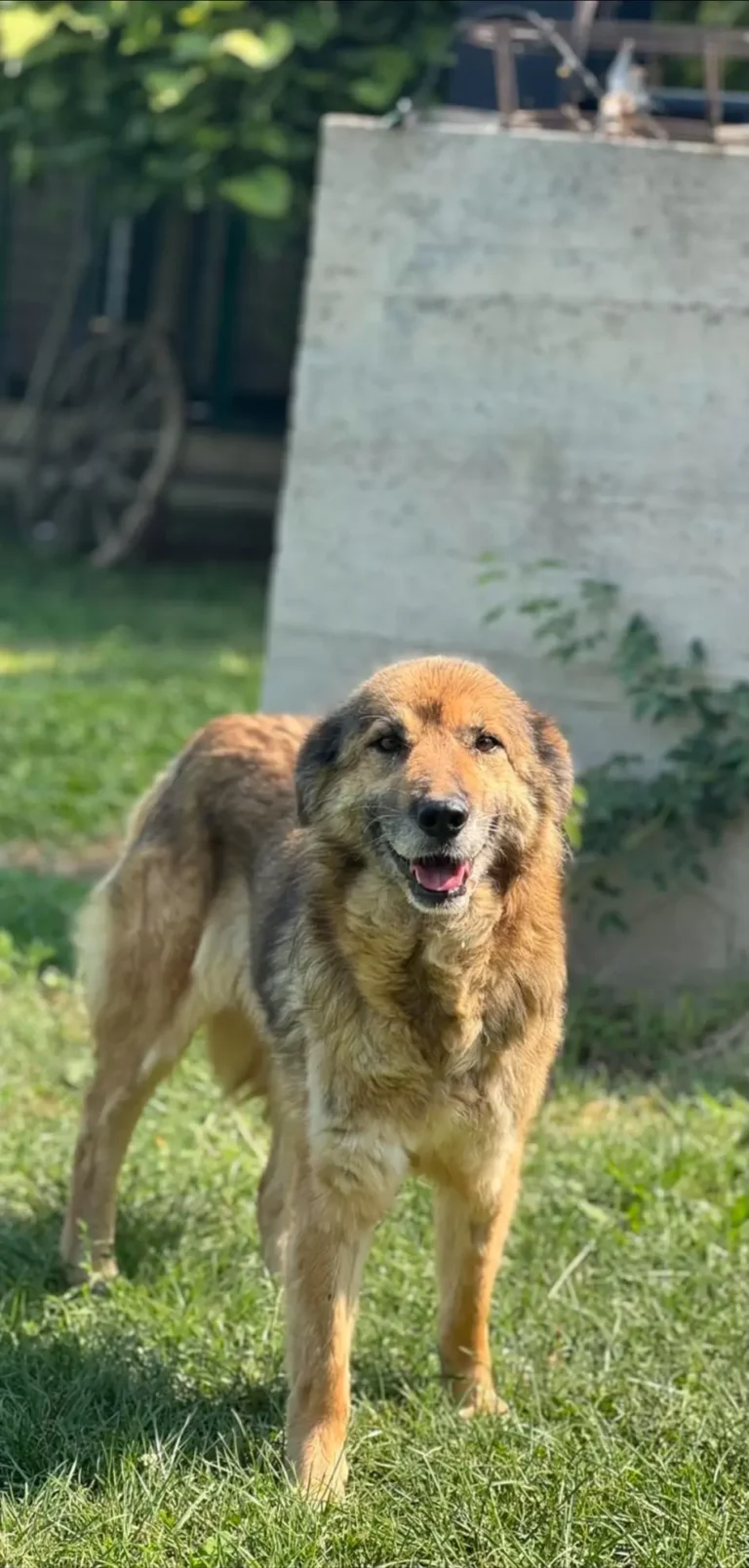 Bella