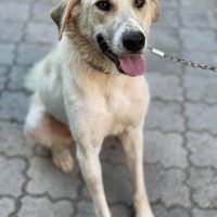 Milo