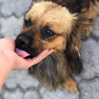 Buddy